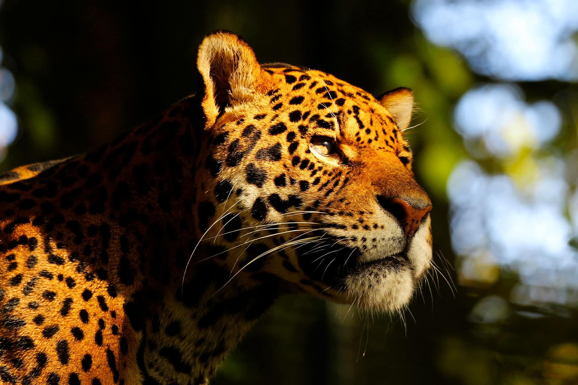 Animal du Zoo de Beauval