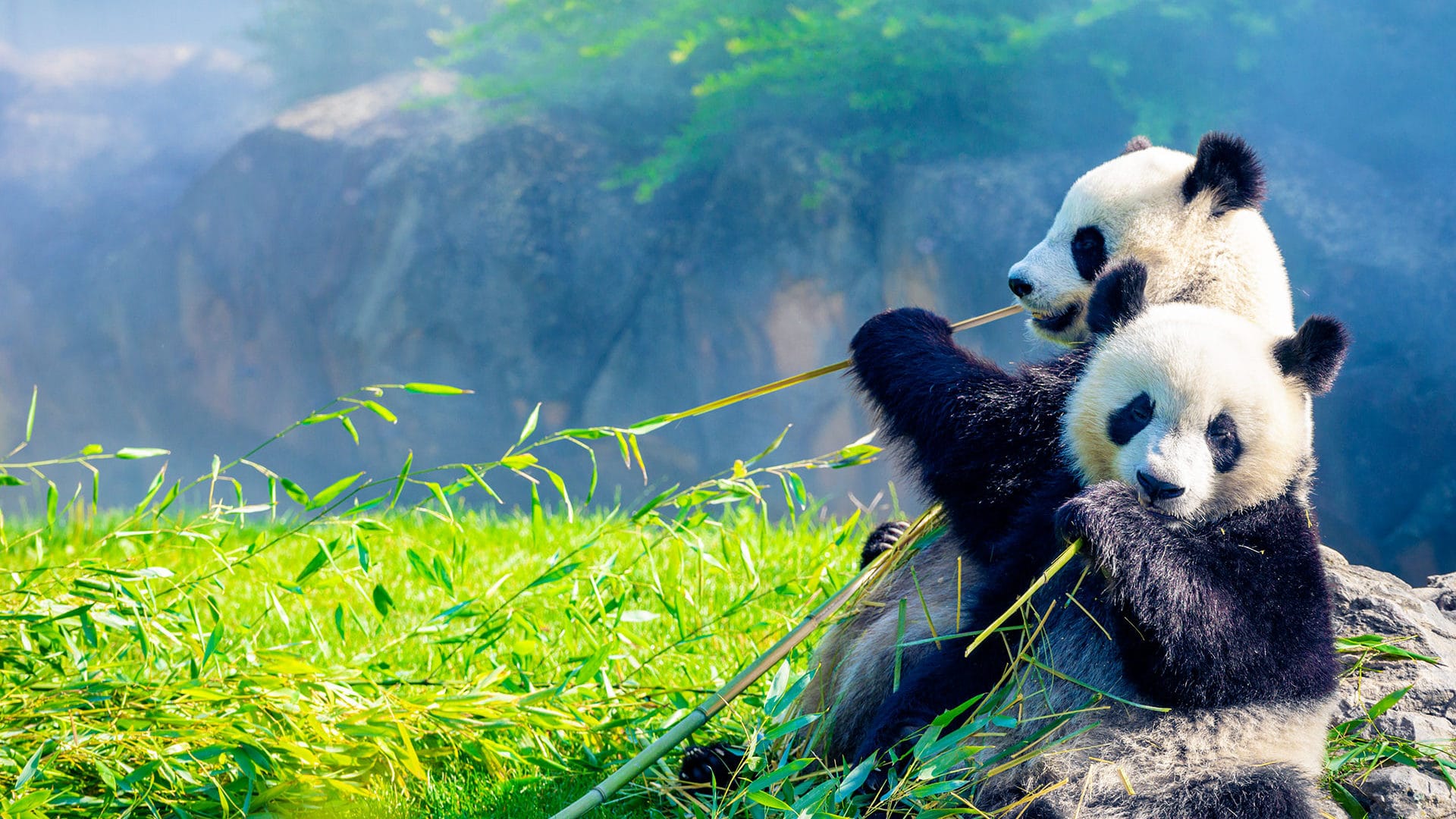 Panda Zoo de Beauval,