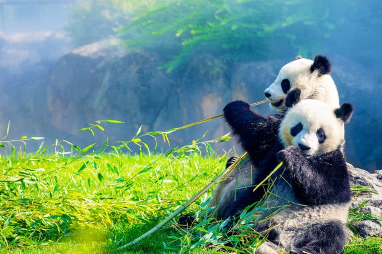 Panda Zoo de Beauval,