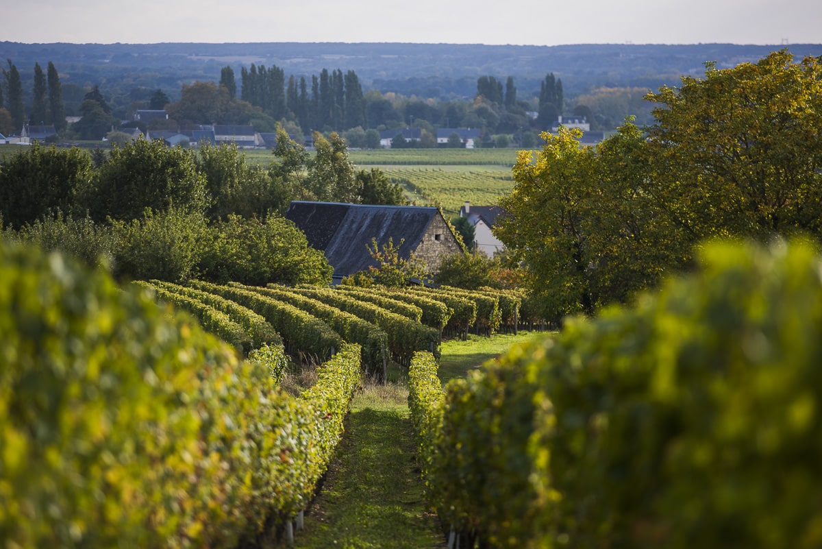 vignoble-saint-nicolas-bourgueil-credit-darrault