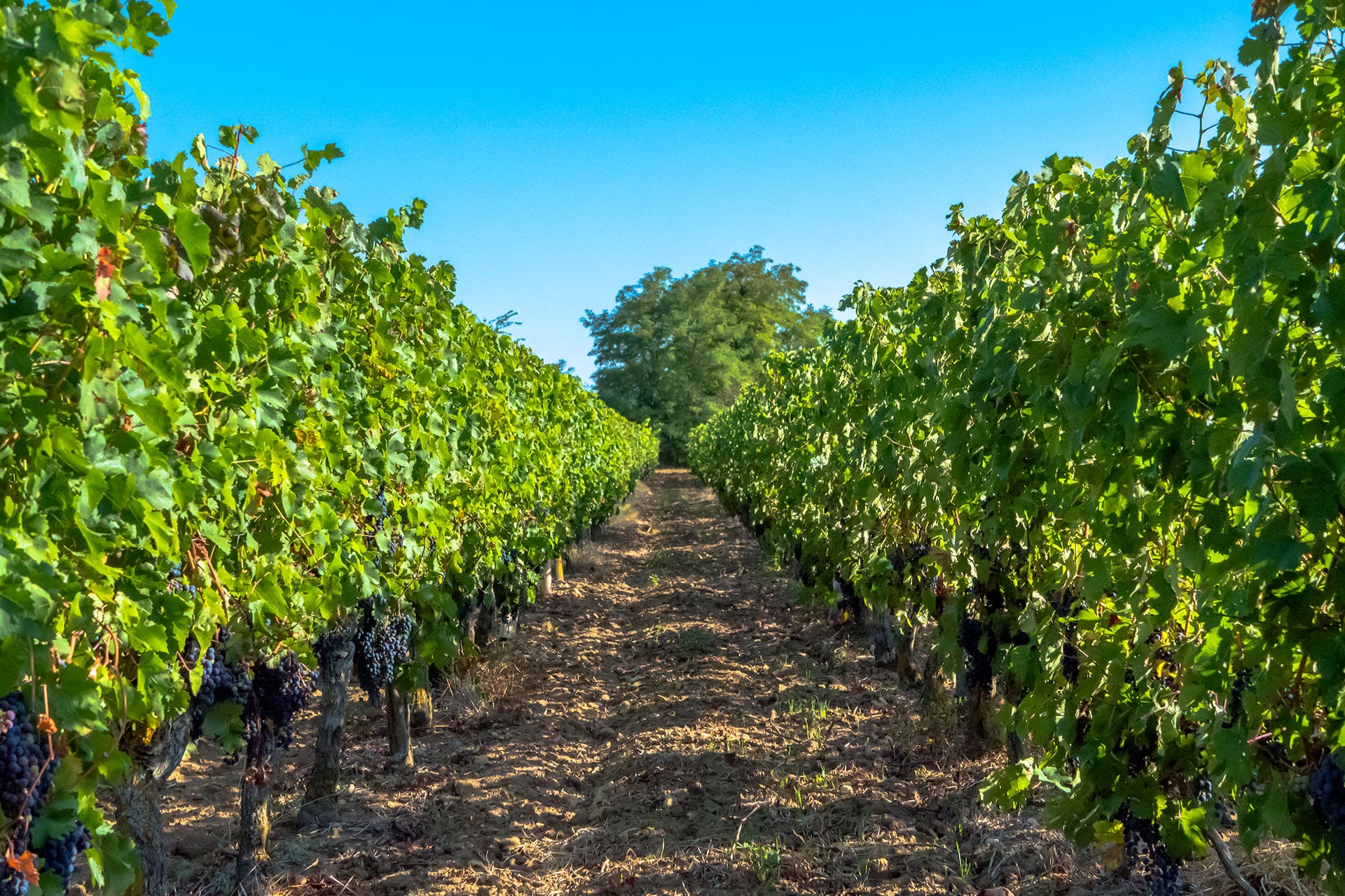 Vignoble de Bourgueuil près du Château