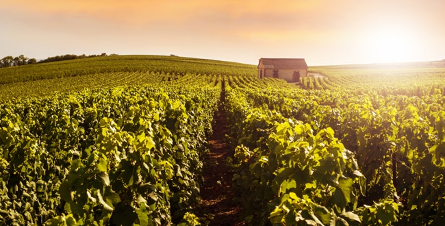 vignobles-de-la-touraine