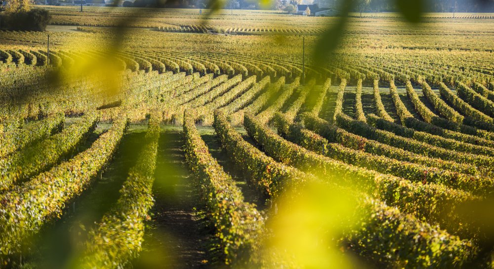 vins de Saint-Nicolas-de-Bourgueil
