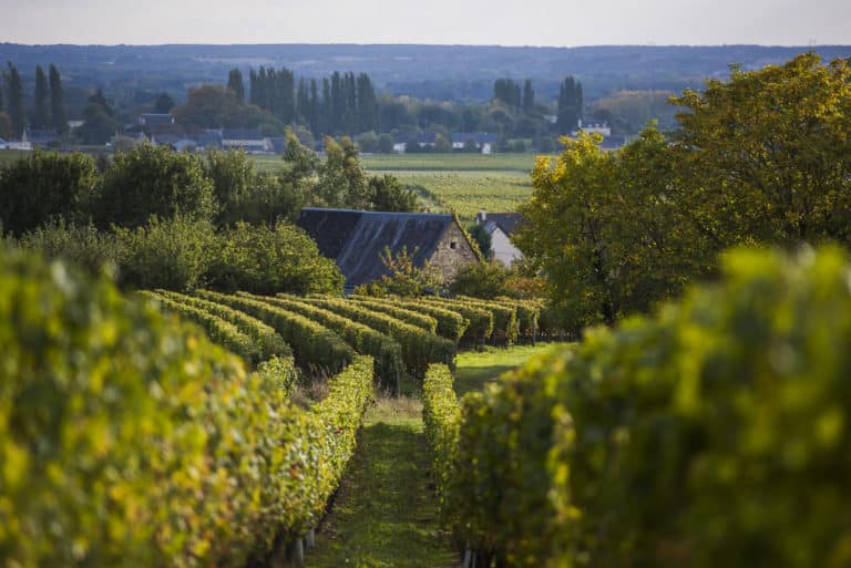 vignoble-saint-nicolas-bourgueil-credit-darrault