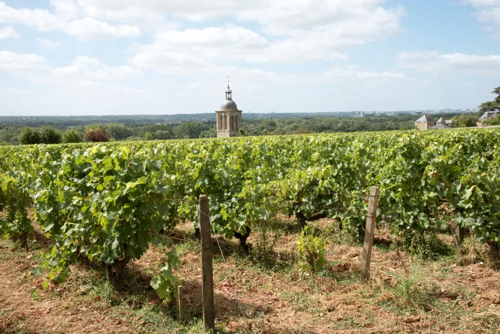 Vignes de Vouvray autour du clocher de l’église Notre-Dame-et-Saint-Jean-Baptiste, dans le Val de Loire